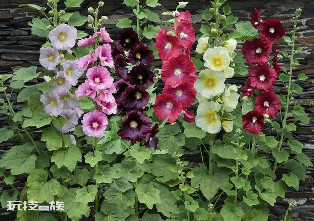 北方庭院耐寒观赏花树(常见的10种耐寒多年生草本花卉)-图片4